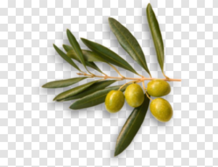 Australia Picual Olive Oil Food Branch - Olives Transparent PNG