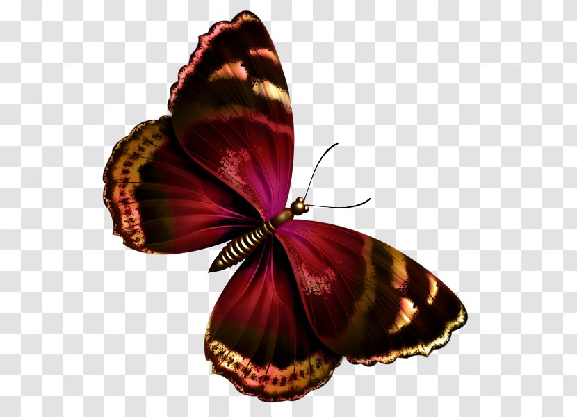 Butterfly Papilio Ulysses Greta Oto Clip Art - Butterflies And Moths - Floating Transparent PNG