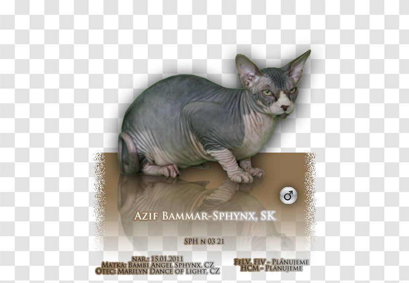 Sphynx Cat Donskoy Peterbald Ukrainian Levkoy Whiskers Transparent PNG