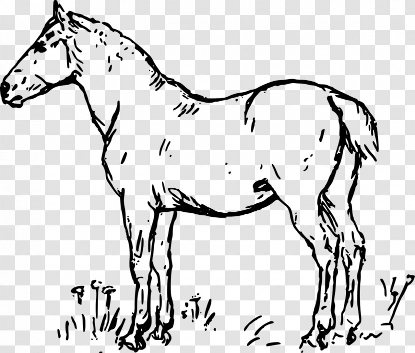Horse Drawing Watercolor Painting - Coloring Book Transparent PNG