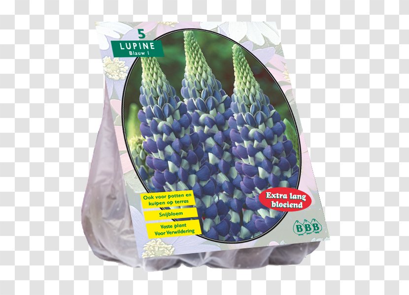 Powell's Swamp Lily Tulip Bulb Hyacinth Embryophyta - Bolgewas Transparent PNG