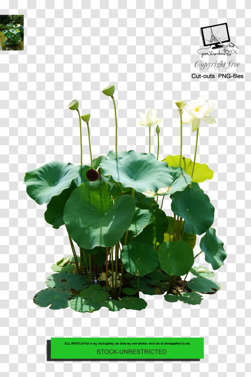 Nelumbo Nucifera Lotus Effect Floral Design Clip Art - Flowering Plant Transparent PNG