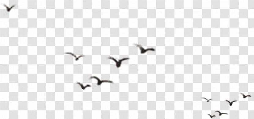 Bird Silhouette - Ducks Geese And Swans - Birds Transparent PNG