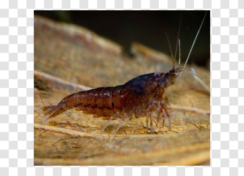 Grasshopper Fauna Pest Cricket Seafood Transparent PNG