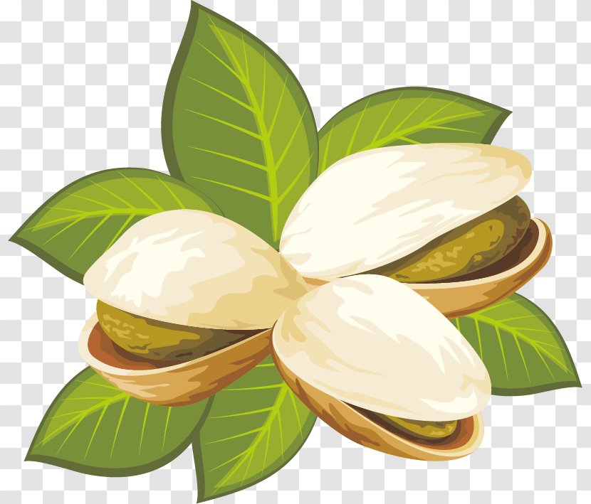Pistachio Royalty-free Nut Clip Art - Plant - Pistachios Illustrator Vector Material Transparent PNG