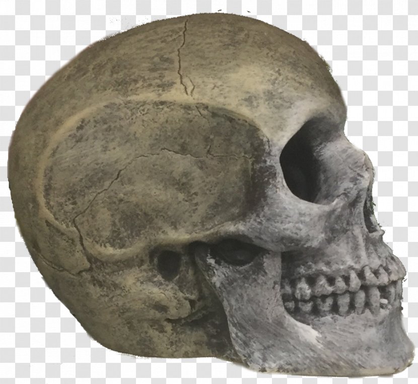 Skull Skeleton Jaw Transparent PNG