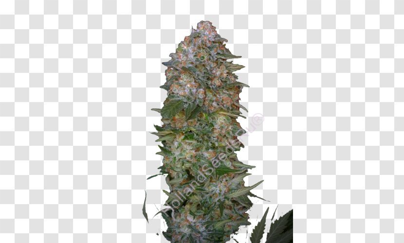 Autoflowering Cannabis Seed Haze Marijuana Sativa - Dominance - Soma Seeds Transparent PNG
