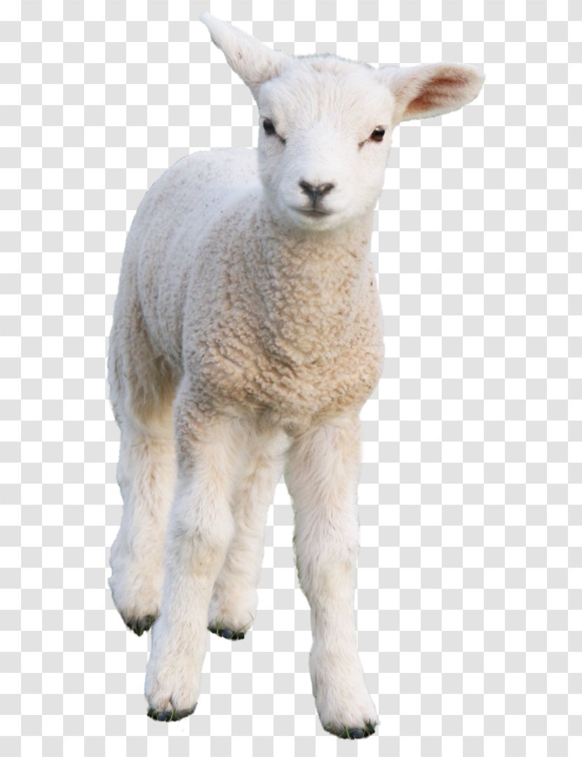 Sheep PhotoScape Goat - Animal Transparent PNG