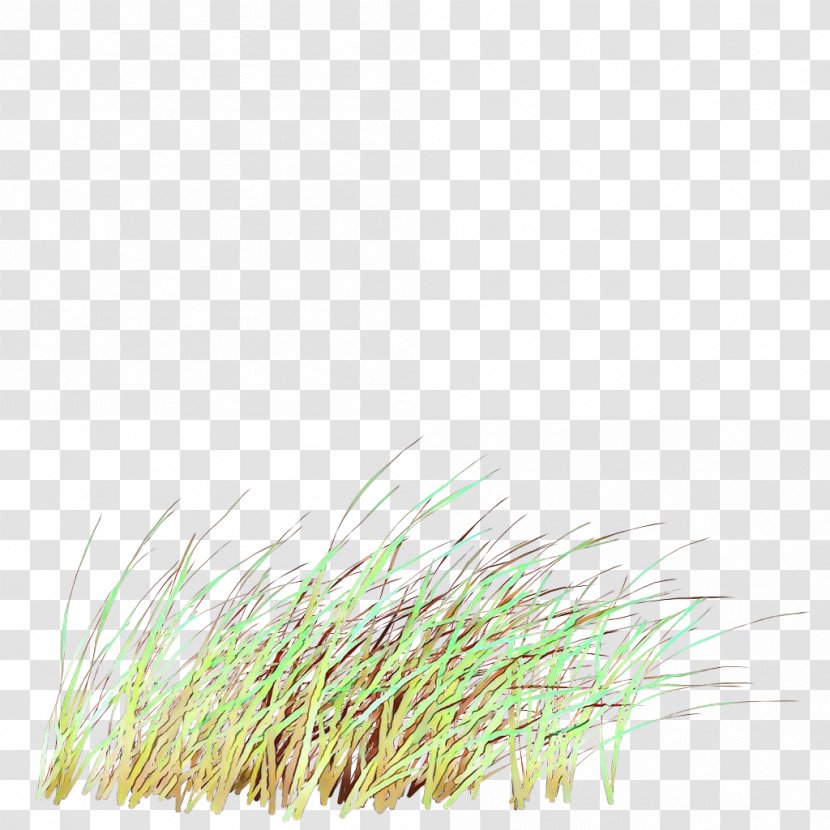 Green Grass Background - Family - Chrysopogon Zizanioides Transparent PNG