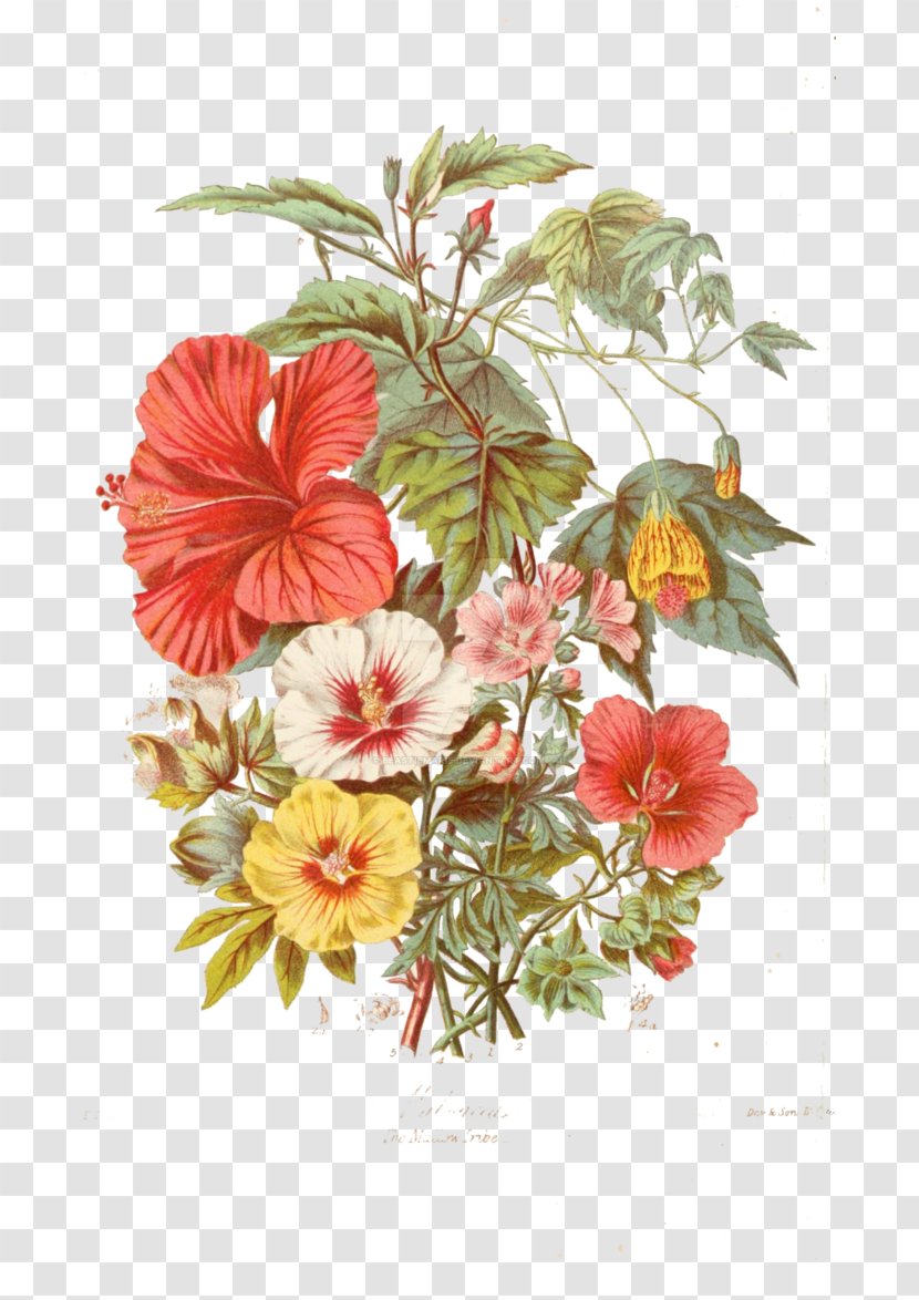Rosemallows Botanical Illustration Botany Flower - Rose Family Transparent PNG