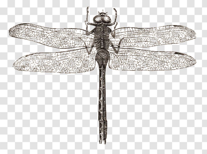 Dragonfly Butterfly Drawing Libellula - Damselfly - Dragon Fly Transparent PNG