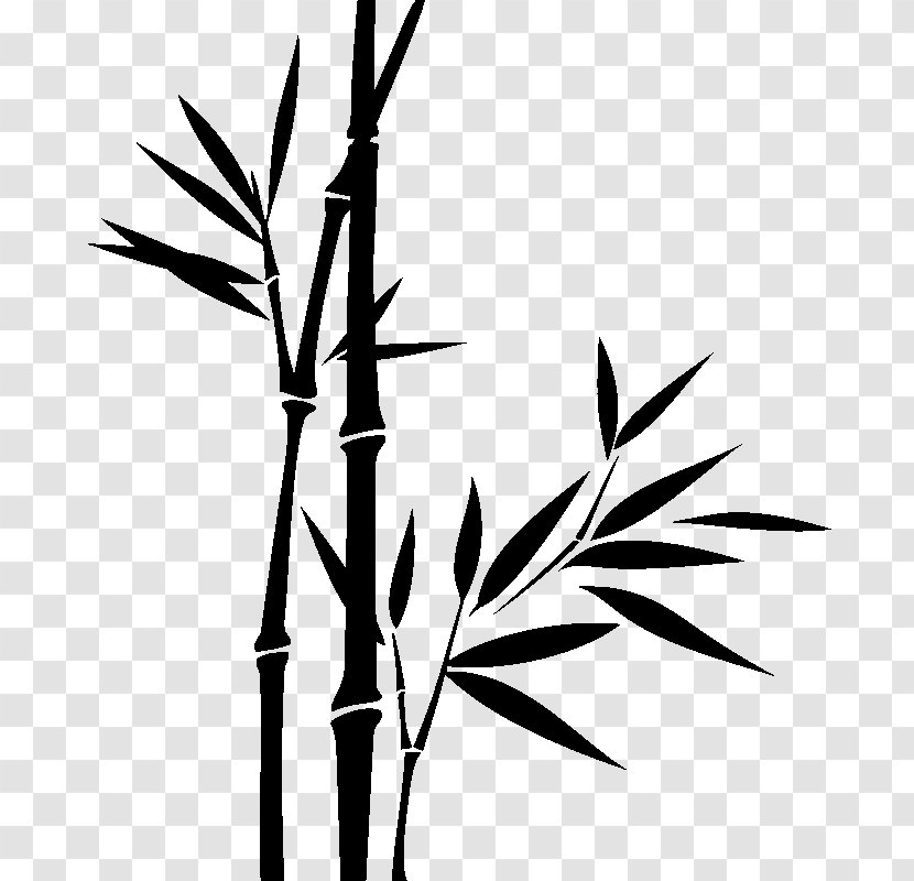 Bamboo Drawing - Plant Transparent PNG