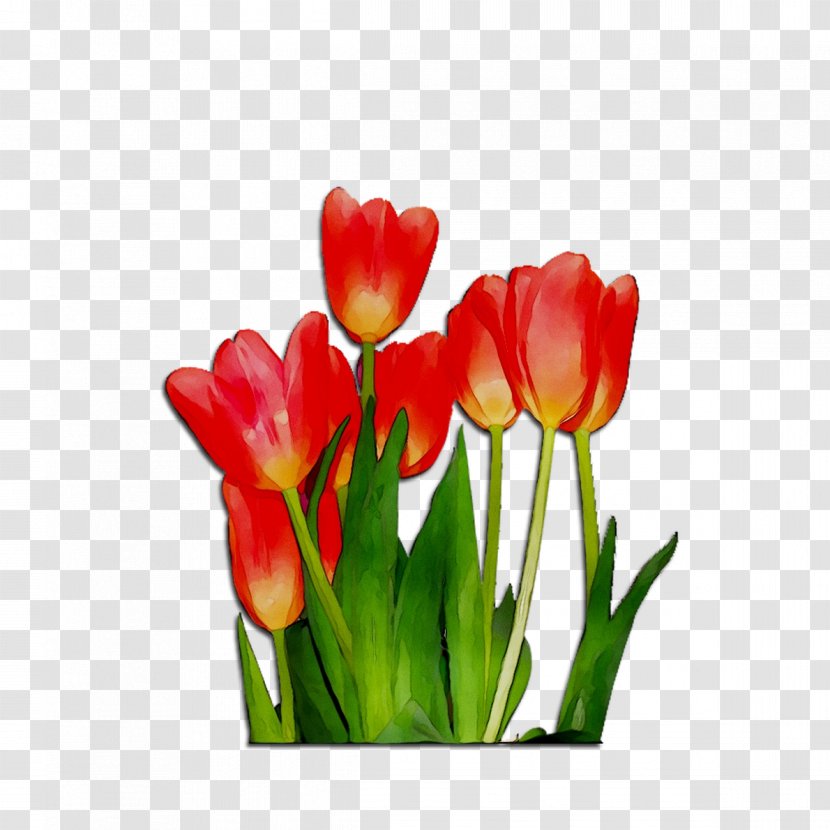 Tulip Cut Flowers Plant Stem Bud Petal - Botany - Orange Sa Transparent PNG