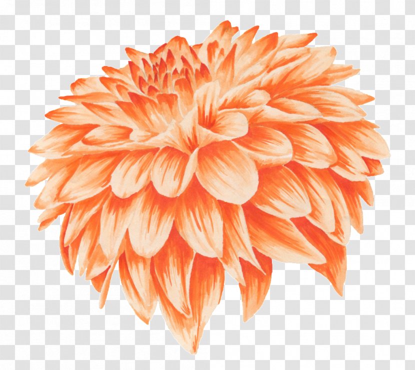 Orange Flower Petal - Chrysanths - Golden Yellow Flowers Transparent PNG