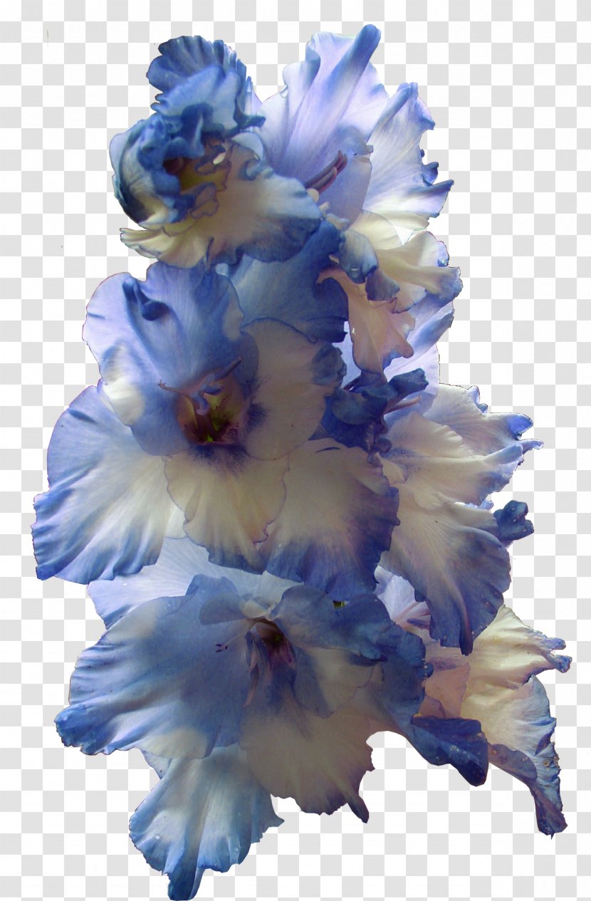 Gladiolus Flower Bulb Larkspur Blue - Transparent Image Transparent PNG