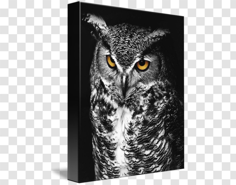 Great Horned Owl Bird Of Prey Black And White Transparent PNG