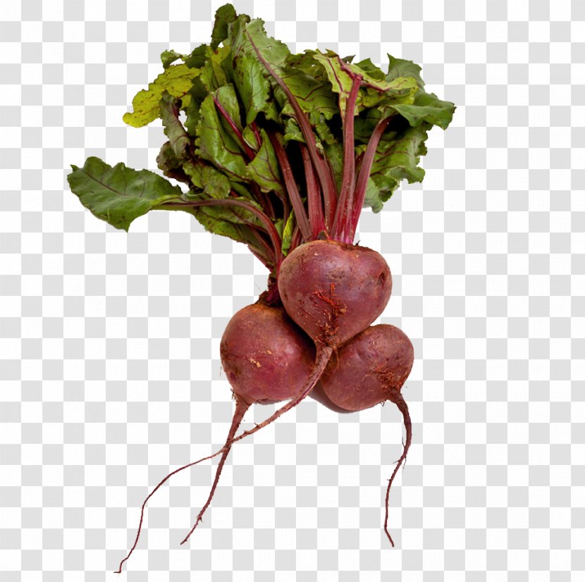 Sugar Beet Beetroot Vegetable Organic Food Transparent PNG