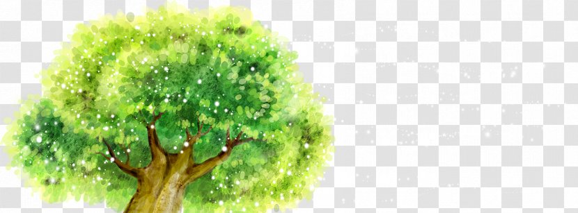 Cartoon Illustration - Plant - Tree Crown Transparent PNG