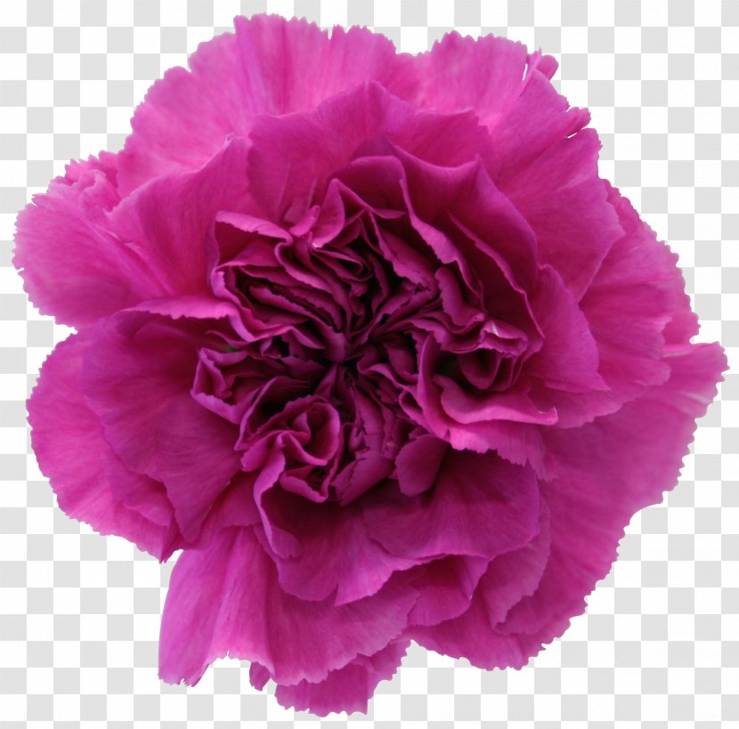 Carnation Cut Flowers Garden Roses Petal - CARNATION Transparent PNG