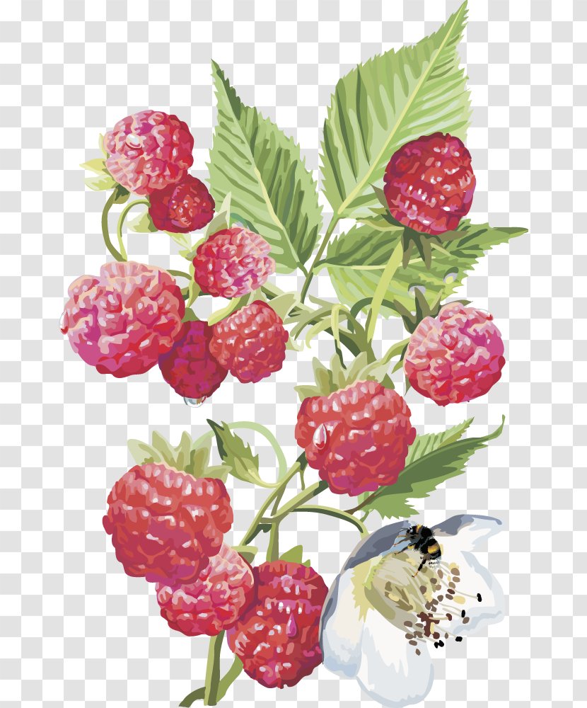 Frutti Di Bosco Red Raspberry Rosales Shrub - Vector Transparent PNG