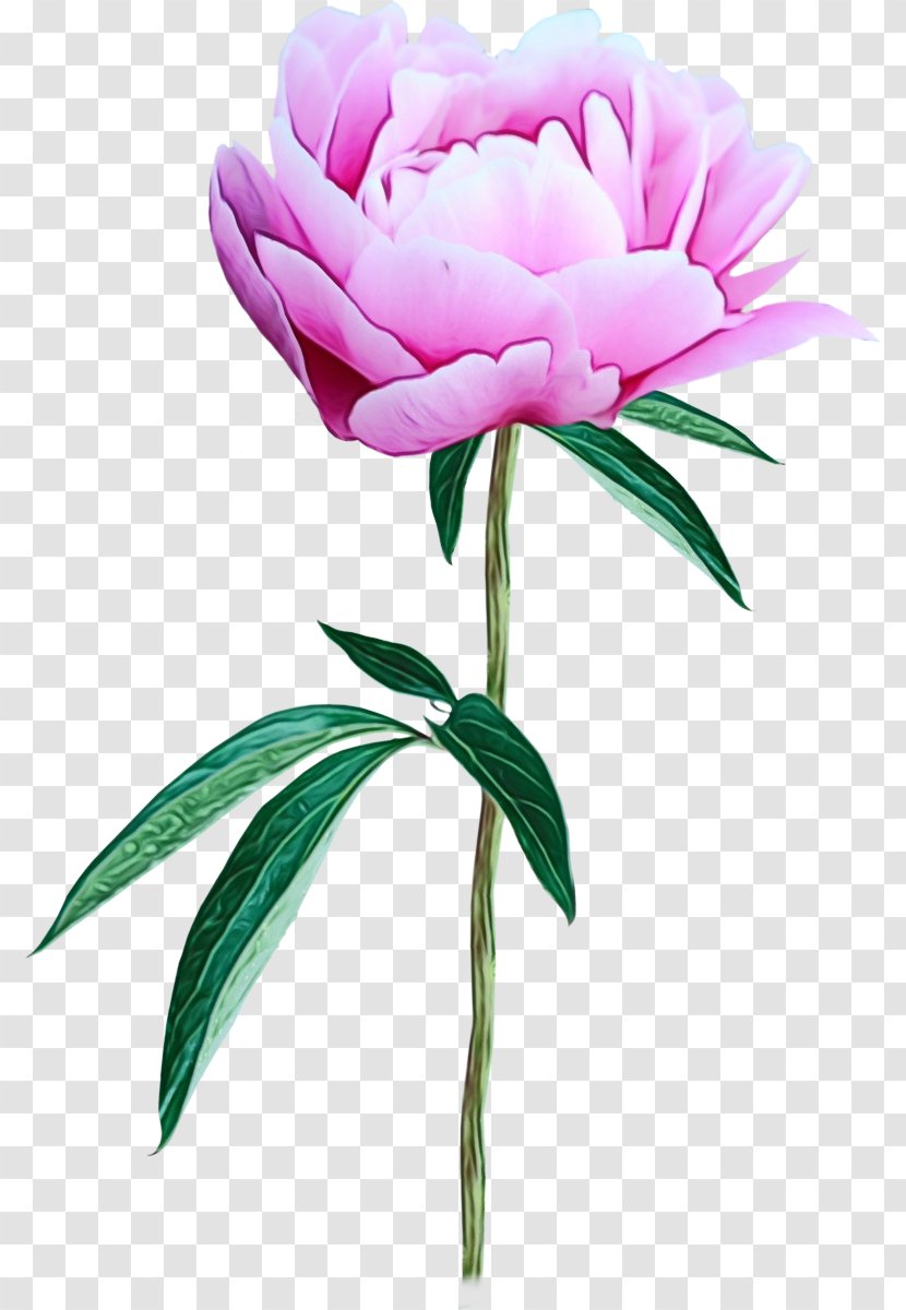 Peony Flower Clip Art Photography Image - Flowering Plant Transparent PNG