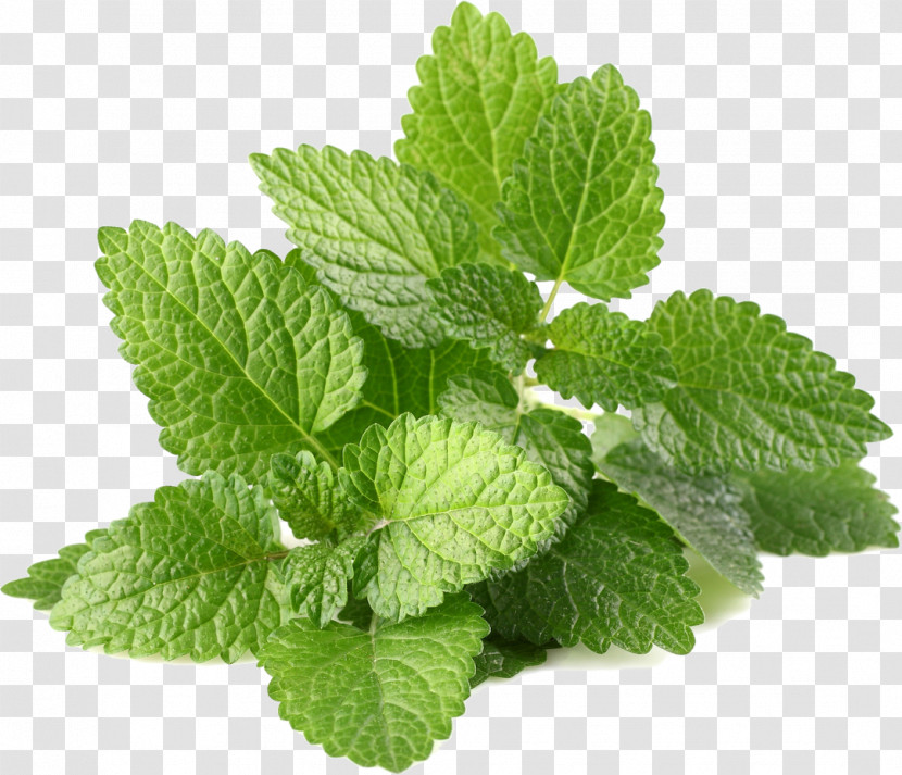 Leaf Plant Mint Herb Spearmint Transparent PNG