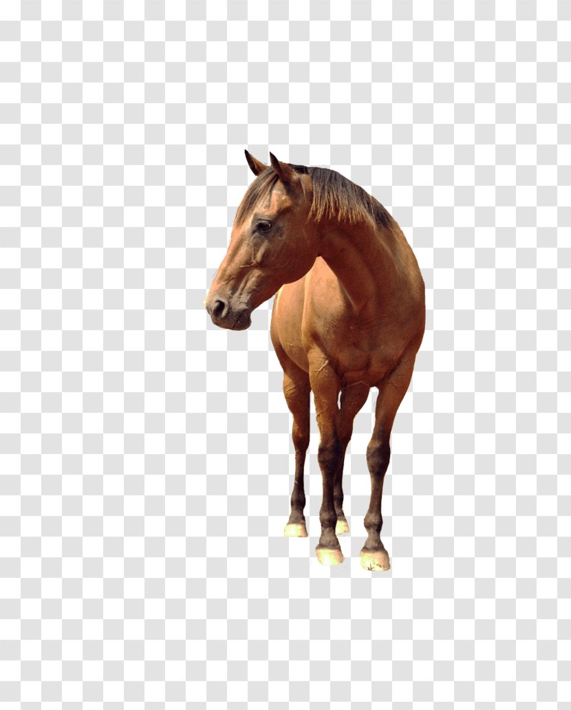 Horse Stallion - Rein - Image Transparent PNG