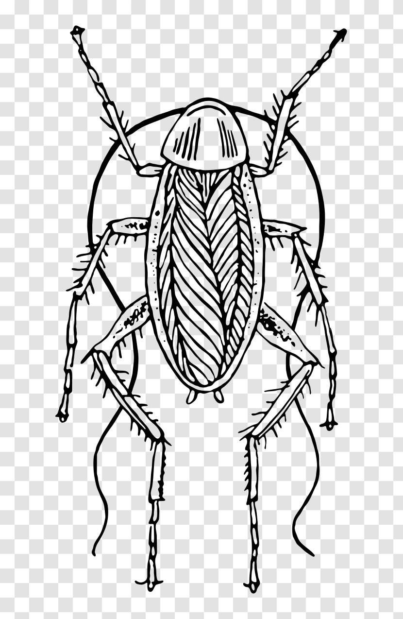 Cockroach Drawing Animal Clip Art Transparent PNG