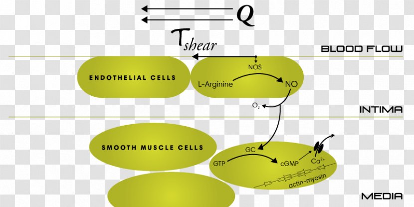 Nitric Oxide Skeletal-muscle Pump Diagram Citrulline - True Grit - Blood Circulation Transparent PNG