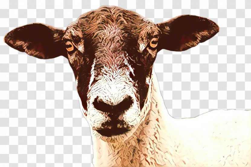 Snout Terrestrial Animal Livestock Calf Cow-goat Family - Bovine Goats Transparent PNG