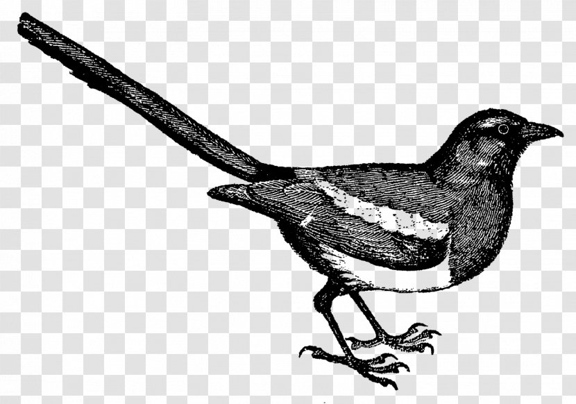 Finches Eurasian Magpie /m/02csf Drawing Fauna Transparent PNG