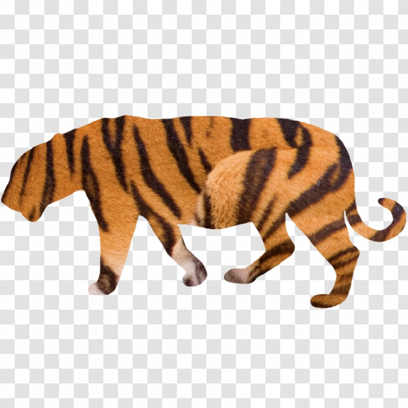 Tiger Big Cat 30 November - Fauna Transparent PNG