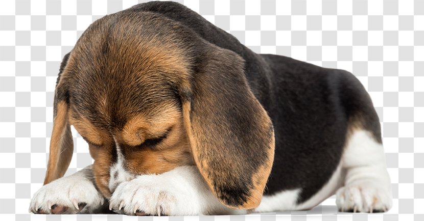 Beagle Puppy Dobermann Dogue De Bordeaux German Pinscher - American Staffordshire Terrier Transparent PNG