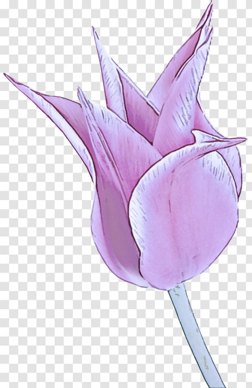 Pink Purple Lilac Petal Plant - Flower - Lily Family Leaf Transparent PNG