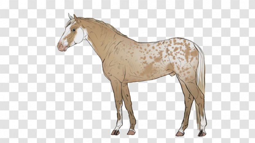 Mane Stallion Mustang Appaloosa Foal - Horse Tack Transparent PNG