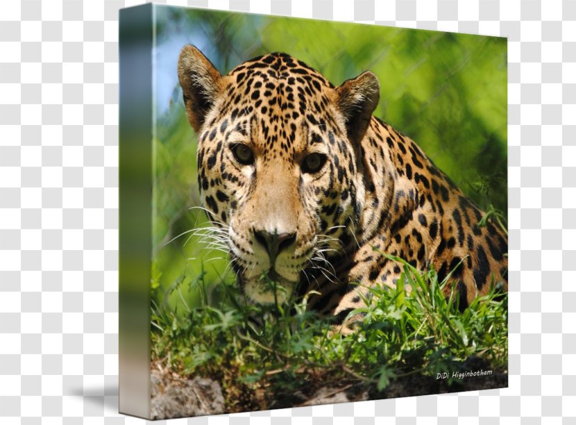 Leopard Jaguar Cheetah Canvas Print Whiskers Transparent PNG