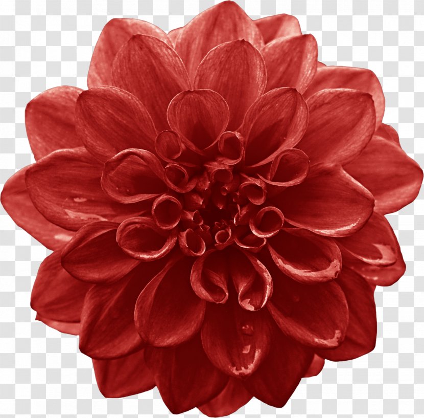 Dahlia Cut Flowers Red Lilium - Magenta - Northeast Big Flower Transparent PNG