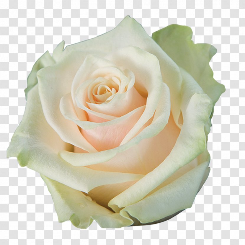 Garden Roses Cabbage Rose Floribunda Laceleaf Cut Flowers - Order - Roze Flower Transparent PNG