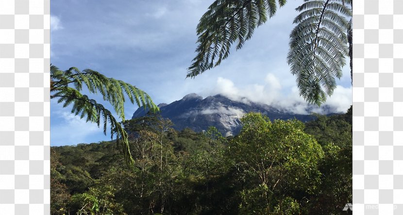 Rainforest Biome Vegetation National Park Desktop Wallpaper - Mount Kinabalu Transparent PNG