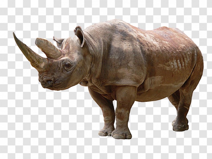 Rhinoceros Icon - Rhino Picture Material Transparent PNG