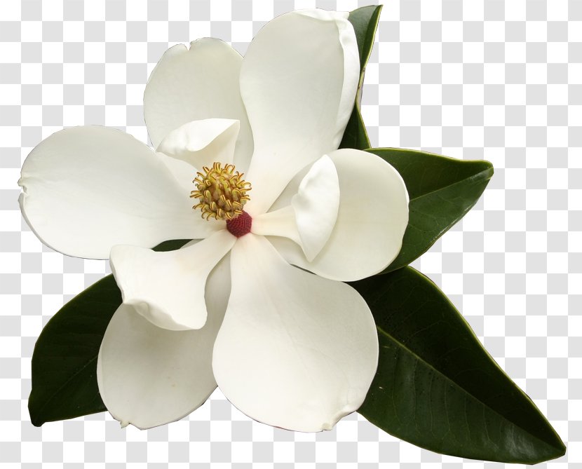 Southern Magnolia Virginia Sweetspire Flower Garden Club Evergreen - Honeysuckle Transparent PNG