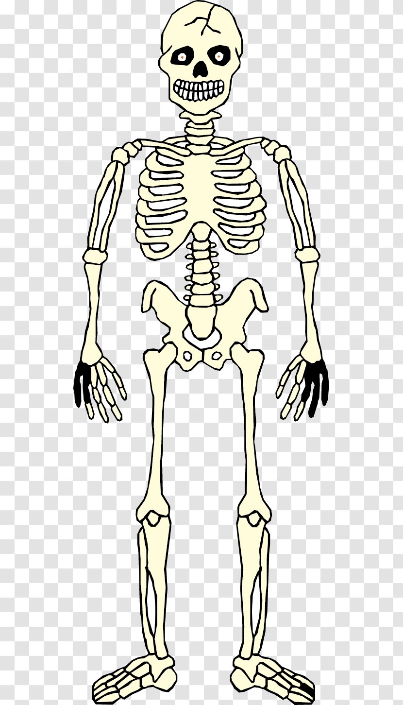 Homo Sapiens Skeleton Hand Human Anatomy Body - Cartoon - Skull Transparent PNG