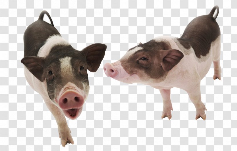 Domestic Pig Dog Pet Wallpaper - Naughty Transparent PNG