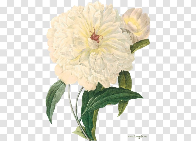 Peony Botany Botanical Prints Art Printmaking - Floristry Transparent PNG