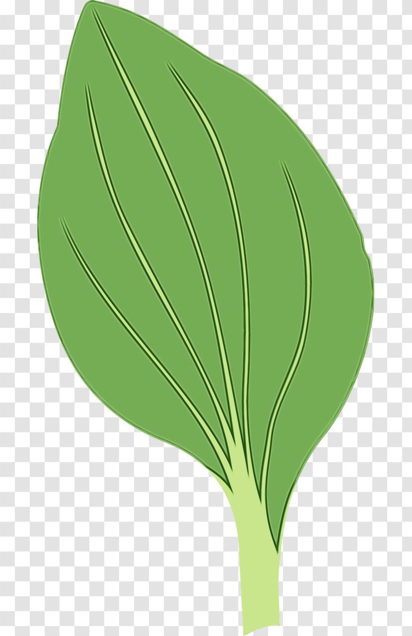 Family Tree Drawing - Arum Herb Transparent PNG