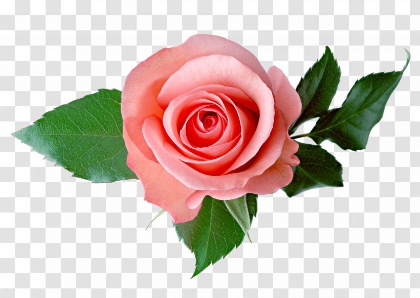 Rose Clip Art - Flowering Plant Transparent PNG