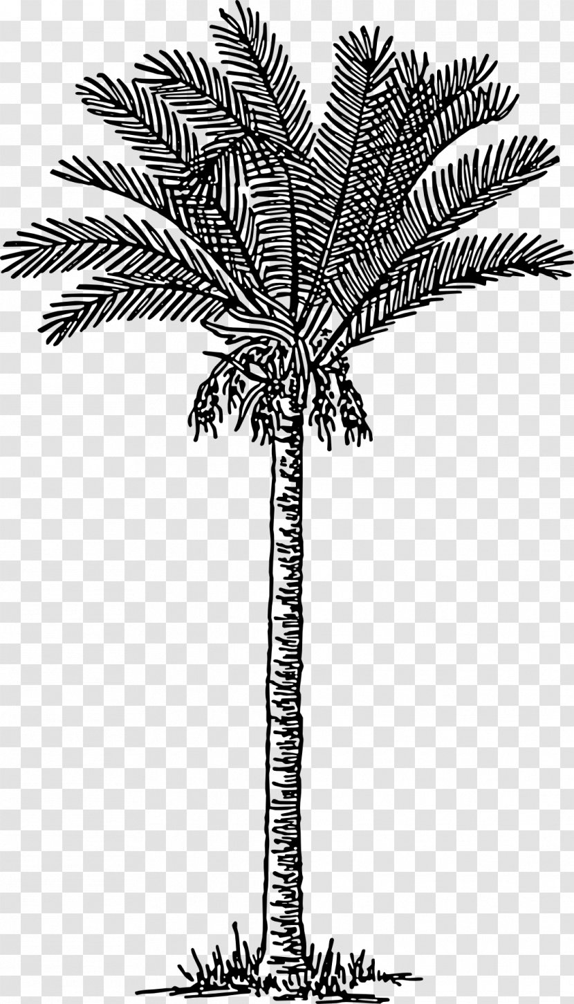 Date Palm Arecaceae Clip Art - Monochrome Transparent PNG