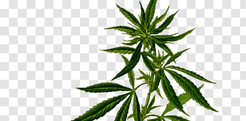 Medical Cannabis Hemp Plant Sativa - Cannabidiol Transparent PNG