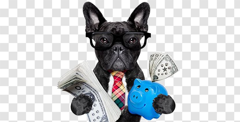 Dog Stock Photography Pet Cat Food Money - Breed Transparent PNG