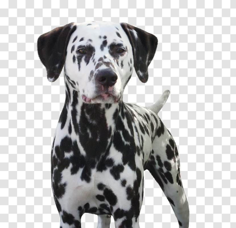 Dalmatian Dog Canidae Non-sporting Group Non-profit Organisation Breed - Dalmatians Transparent PNG